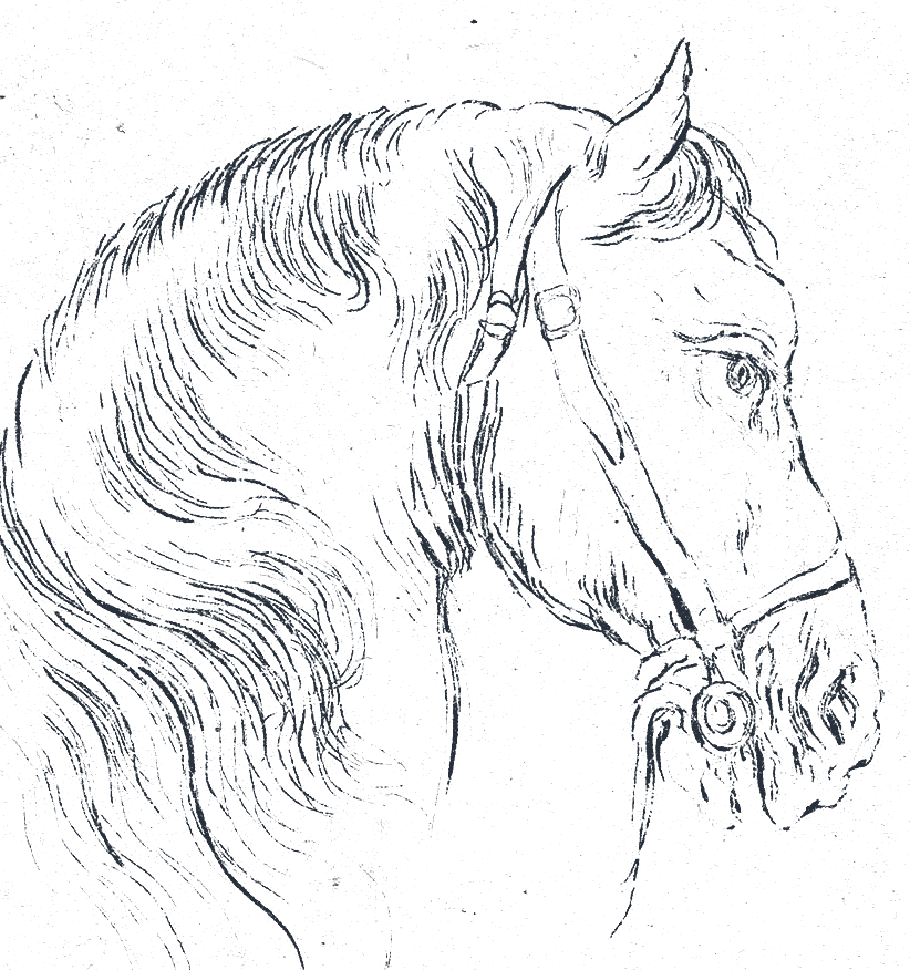 Etching of a horse's head in a bridle, looking right, by Stefano della Bella